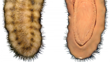 mollusk_calvapilosa_kroegeri fossil marokko bløddyr forfader evolution