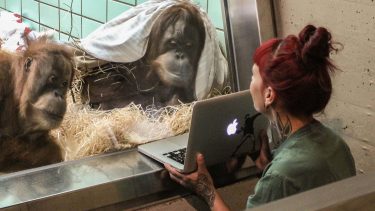 orangutang dating