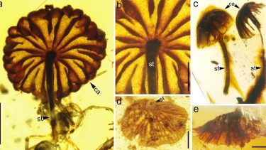 gamle svampe fossiler paleontologi frugtlegeme fungi
