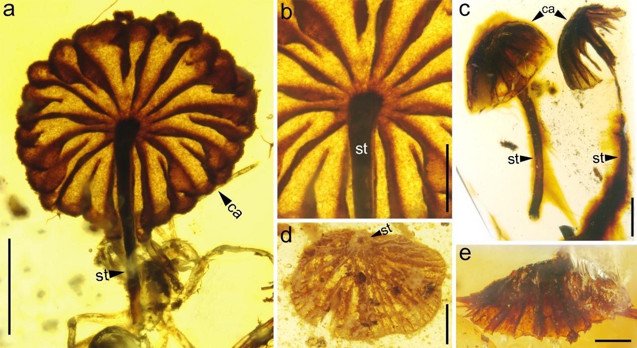 gamle svampe fossiler paleontologi frugtlegeme fungi