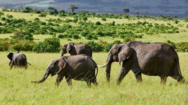 Afrika kontinent blevet grønnere flere træer og buske seneste 20 år