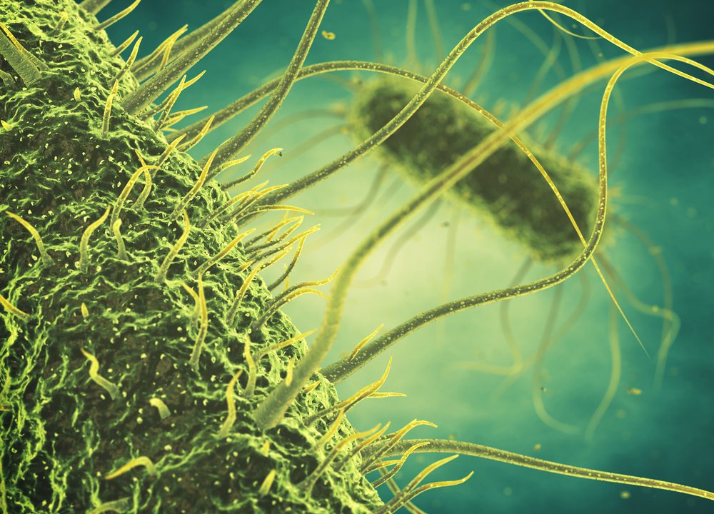 bakteriofag virus patogen sygdomsfremkaldende forskning antimikrober antibiotikaresistente bakterier folkesundhed landbrugsdyr salmonella organismer receptor cellevæg nano-nål proteiner glukose receptor bindende proteiner RBP Pseudomonas aeruginosa