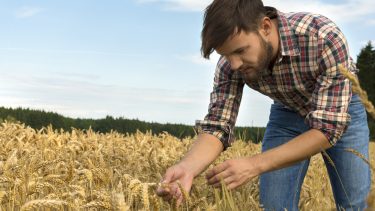 Afgrøder bæredygtig GMO CRISPR gener