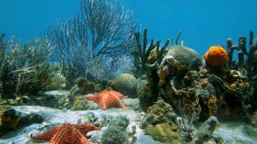 havbund, biodiversitet