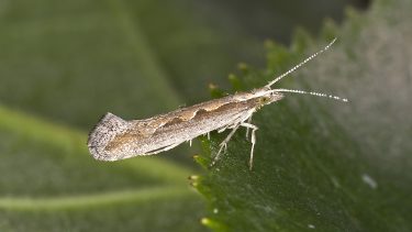 Kålmøl larver Plutella xylostella landbrug landmænd skadedyr bekæmpe vinterkarse