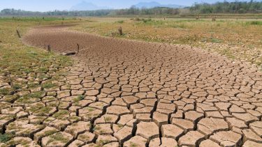 Klimaforandringer, jorden, arter, dyr, planter