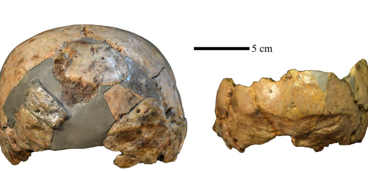 kranier fund arkæologi menneskeheden