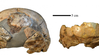 kranier fund arkæologi menneskeheden