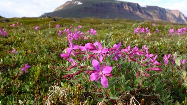 Arktis Grønland planter blomster klima