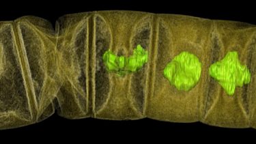 fossil rødalger fund
