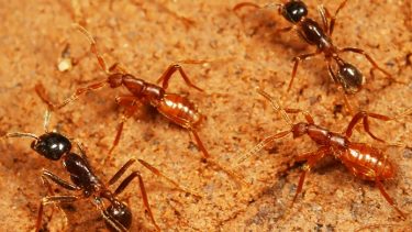 Ecitophya simulans rovbille hærmyre vært, Eciton burchellii. parasit evolution Taku Shim