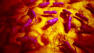 Salmonellabakterier kræft immunterapi svulst