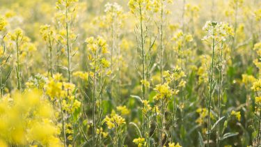 sennep, olie, glukosinolater, planteolie