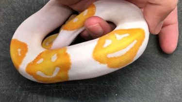 Slange med smileys, smileyslange