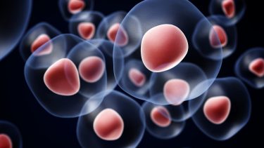 stamcelle cellebiologi udviklingsbiologi gener foster Parkinsons diabetes potentiale celletyper selvfornyelse knoglemarv instruktioner pluripotente embryoide legemer lægemiddeludvikling