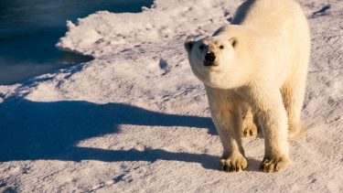 Arktis klimaforandringer is smelte klima fremtiden SWIPA rapport