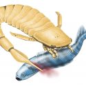 havskorpion
