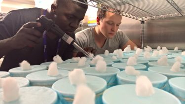 Malariamyg malaria udrydde sygdom transgene myg afrika gene-drive crisp-cas9 teknologi økosystem naturen