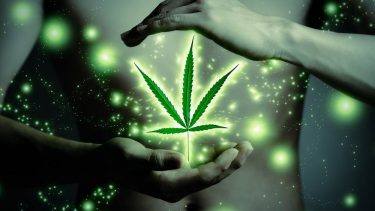Medicinsk cannabis, forsøg, videnskab, forskning, Danmark, forsøgsordning