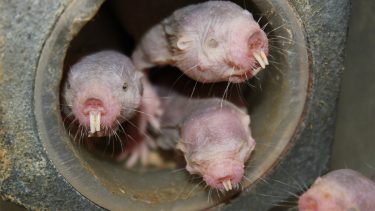 Nøgenrotte mole rats  overleve uden ilt iltfattig sove fruktose glukose mælkesyre
