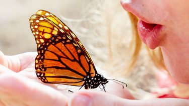 de sejester insekter top 10 monarksommerfugl snudebille sabelhveps, guldsmed