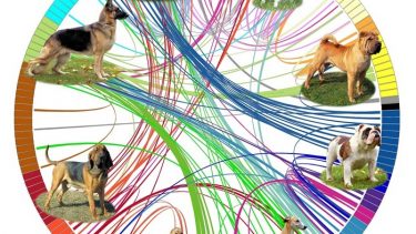 Hunde evolution stamtræ race hunderace hundearter beslægtet forskning videnskab