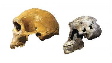 homo naledi Neo Sydafrika menneskeart abelignende begravelsesritual