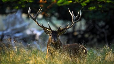 danmark dansk natur naturbevaring beskyttelse megafauna store dyr truede
