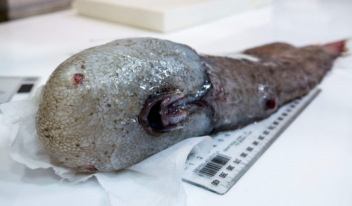 ansigtsløs fisk ekspedition australien opdagelse