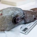ansigtsløs fisk ekspedition australien opdagelse