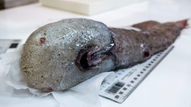 ansigtsløs fisk ekspedition australien opdagelse