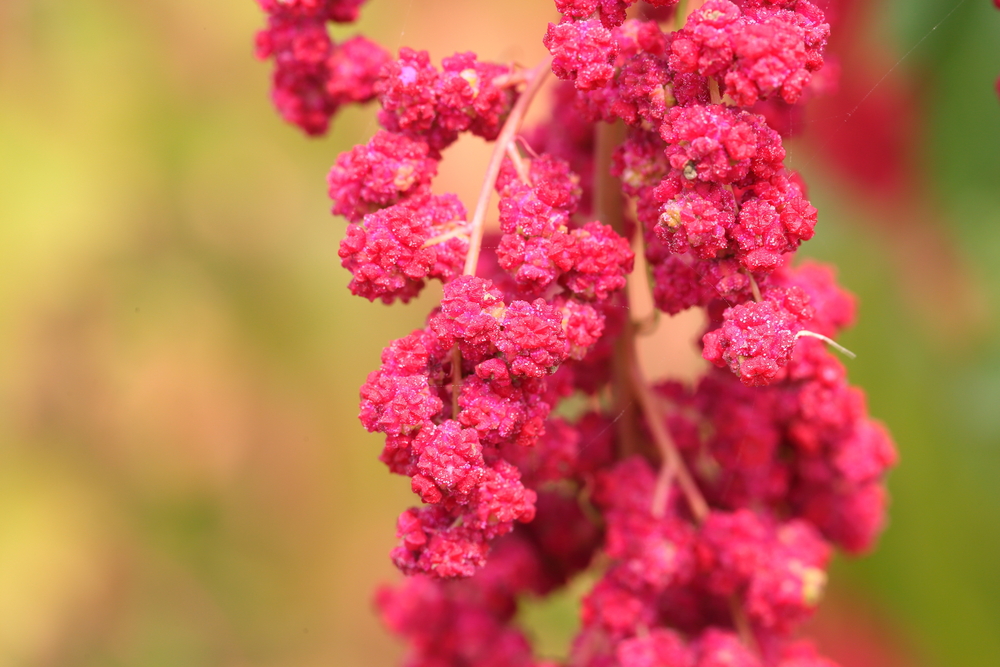 quinoa, næringsrig, højt proteinindhold, sydamerika