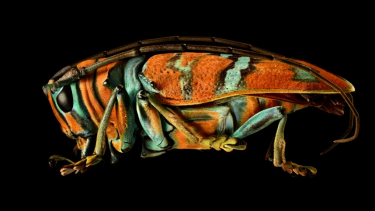 microsculpture insekter zoom oxford københavns universitet billeder udstilling museum detaljer