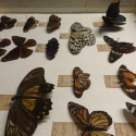 Entomologi sommerfugle insekter samling samlere klassificering Norge Danmark Niels Tønder Lund  Carl von Linné Ove Ramel Sehestedt Peter Vogelius Deinboll Naturhistorisk Museum