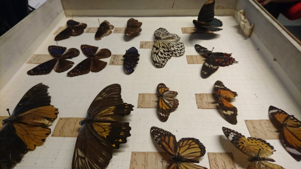 Entomologi sommerfugle insekter samling samlere klassificering Norge Danmark Niels Tønder Lund Carl von Linné Ove Ramel Sehestedt Peter Vogelius Deinboll Naturhistorisk Museum