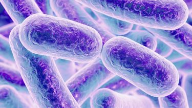 bakterier, immunforsvar, resistens, antibiotika,
