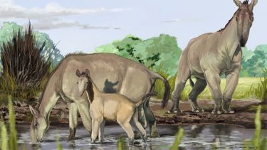 dna planteæder darwin Macrauchenia patachonica