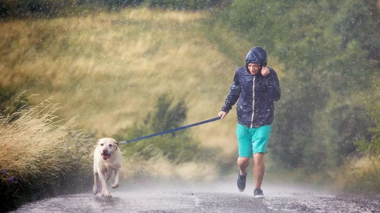 En person iført jakke med hætte og shorts går tur med en glad labrador i snor i kraftig regn langs en sti på landet, omgivet af grønt græs og slørede træer.