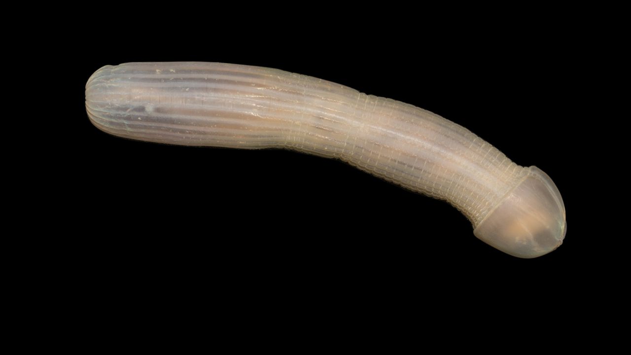 peanut orm