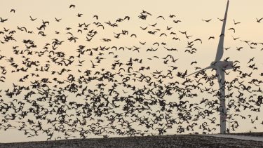vindmølle fugle rovfugle kollision drab dødsulykke skade truede vindturbiner møllevinger atom fossil brændsel dødstal GWh orangebugede græsparakit miljø natur dyreliv RSPB udryddelse gåsegrib
