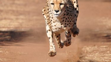 gepard, hurtigste dyr