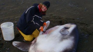 Klumpfisk narreklumpfisk oceaner opdagelse nye arter uopdaget enspænder strandet DNA skæl finner New Zealand Australien habitat Mola Tecta mystisk