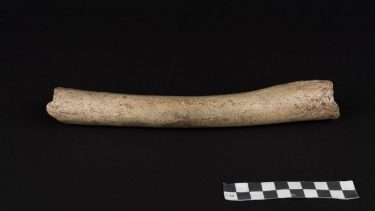 Neandertaler fossilt DNA Hohlenstein-Stadel hule tidligt split menneskets historie