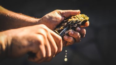 østers smerte spørg videnskaben vegetar dyreetik