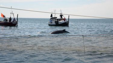 vaagehval bundgarn skagen satelit