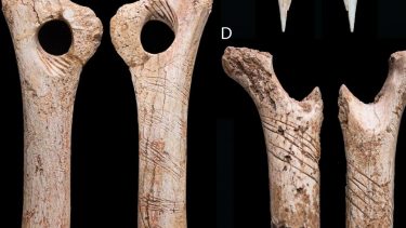 Kannibalisme Gough's Cave i Sommerset i Storbritannien knogler