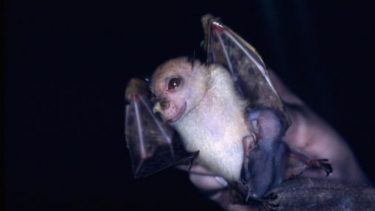 Star wars flagermus yoda happy tube-nosed fruit bat