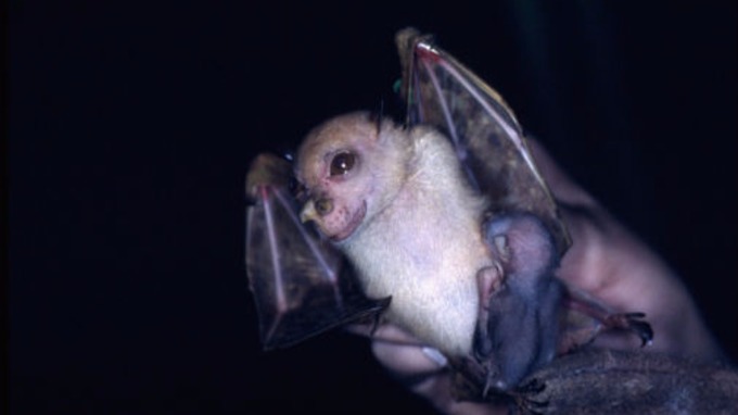 Star wars flagermus yoda happy tube-nosed fruit bat