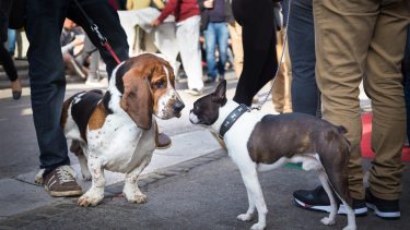 Husdyr kæledyr hund kat social kapital sociale relationer nærmiljø naboskab fællesskabssikkerhed boligforhold hjemløse følgesvend foranderlighed