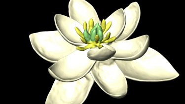 verdens første blomst